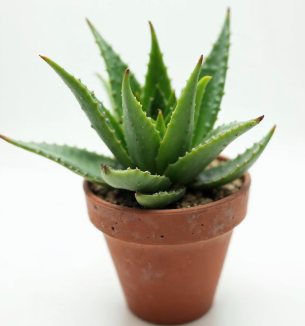 The Desert Star (Aloe Vera)