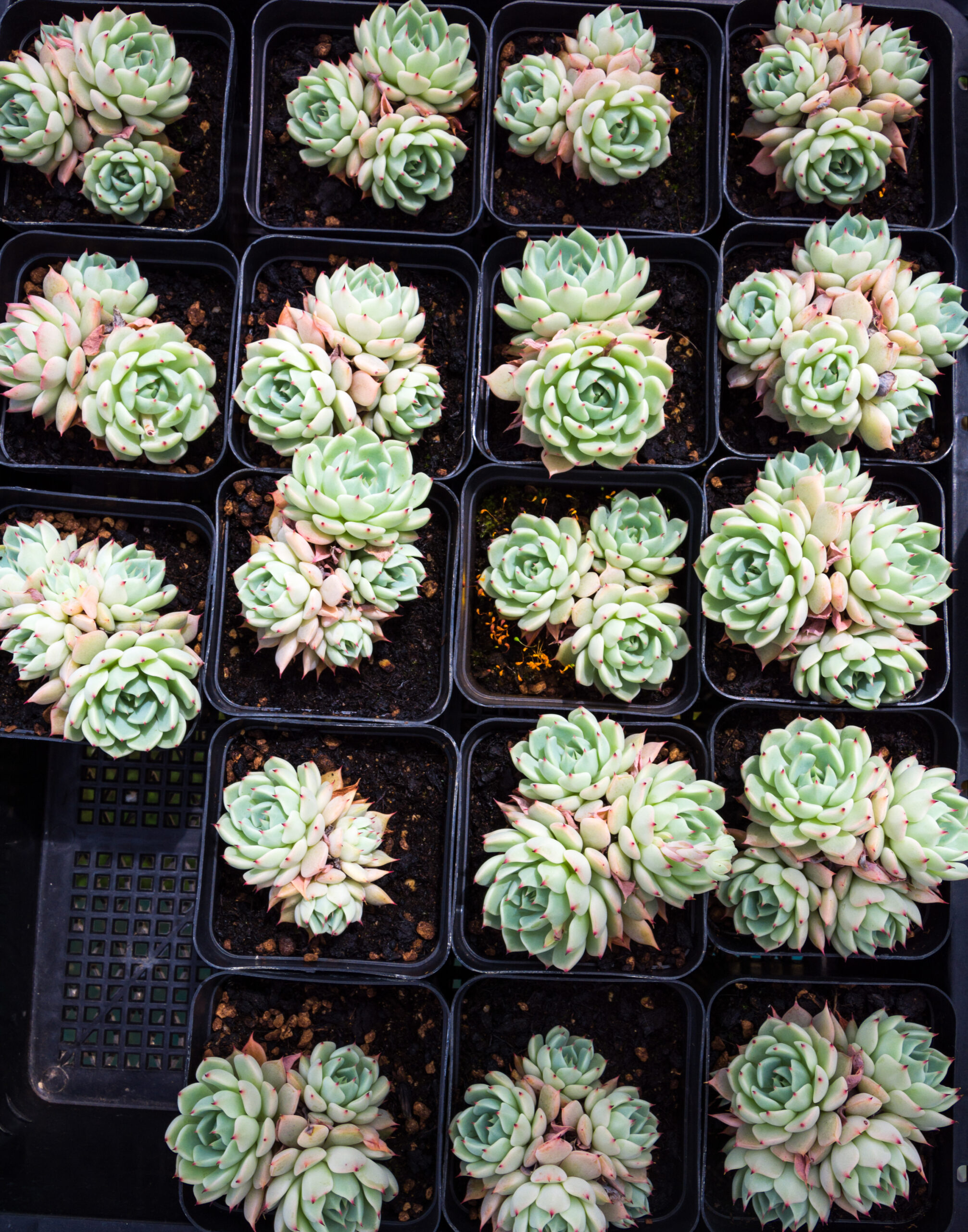 Succulent plants